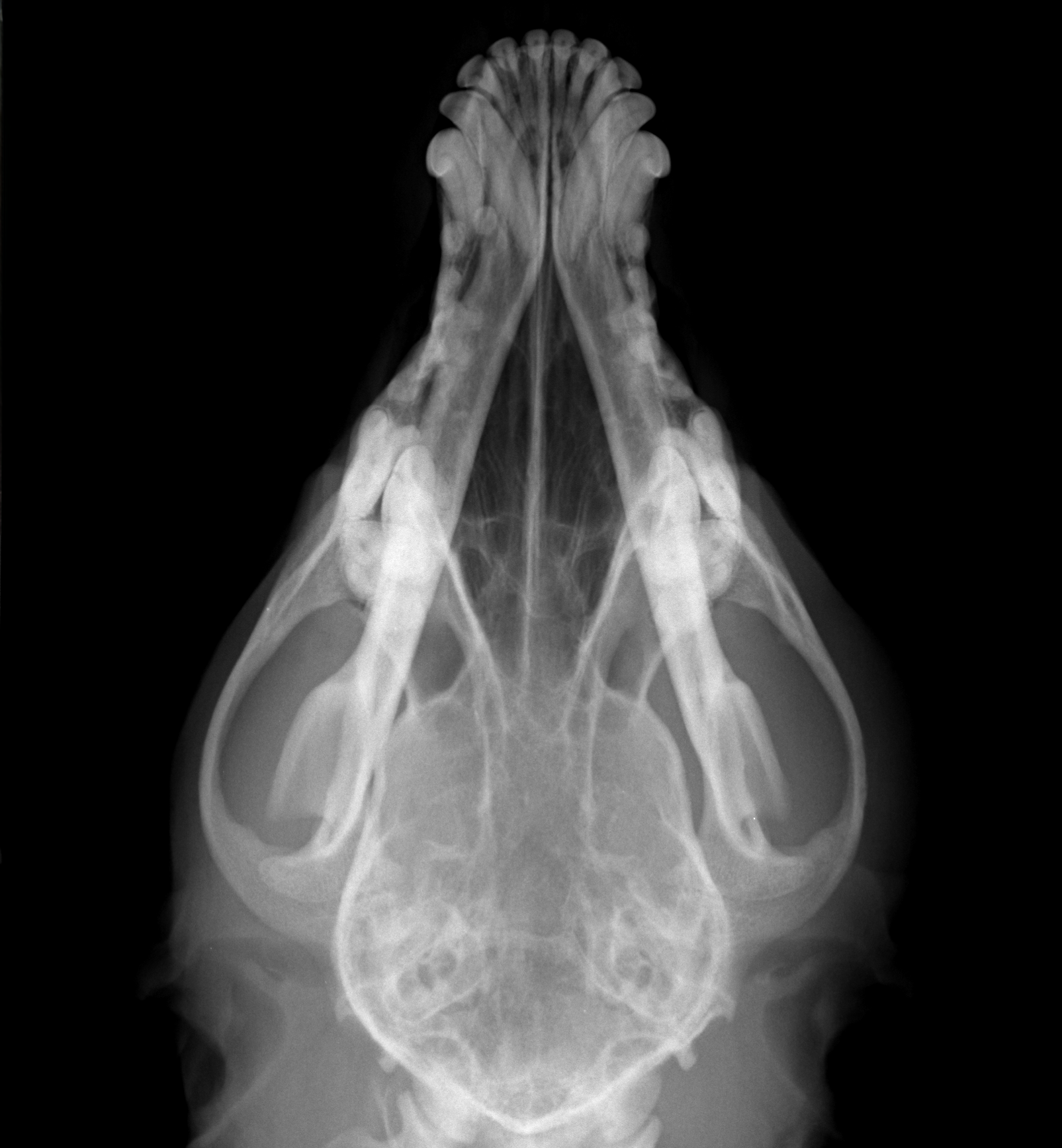 Raio-X digital veterinário com alta resolução - Diagnovet